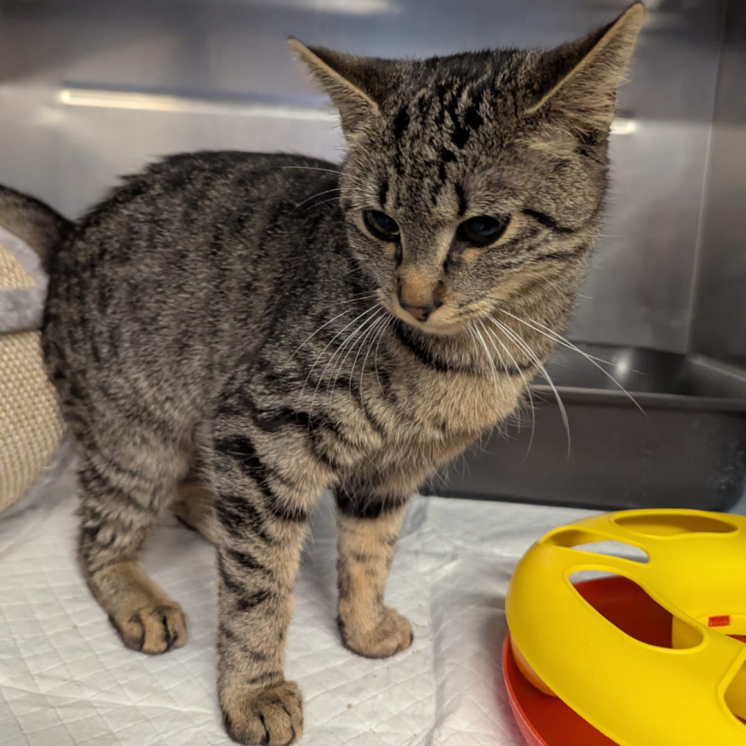 Fundkatze 64739 Höchst "Brunhilde"