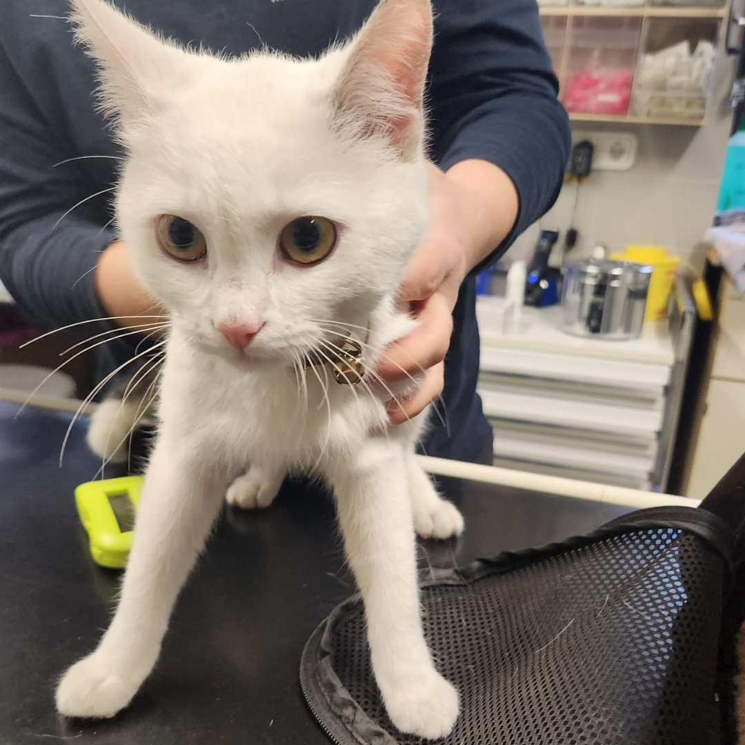 Fundkatze 64739  Höchst "Pamuk"