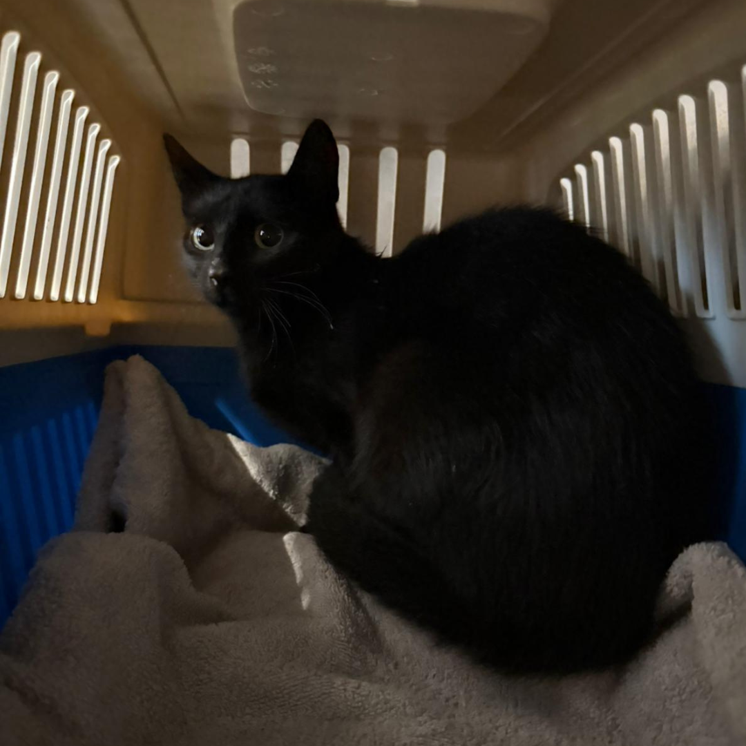 Fundkatze 64753 Brombachtal "Zina"