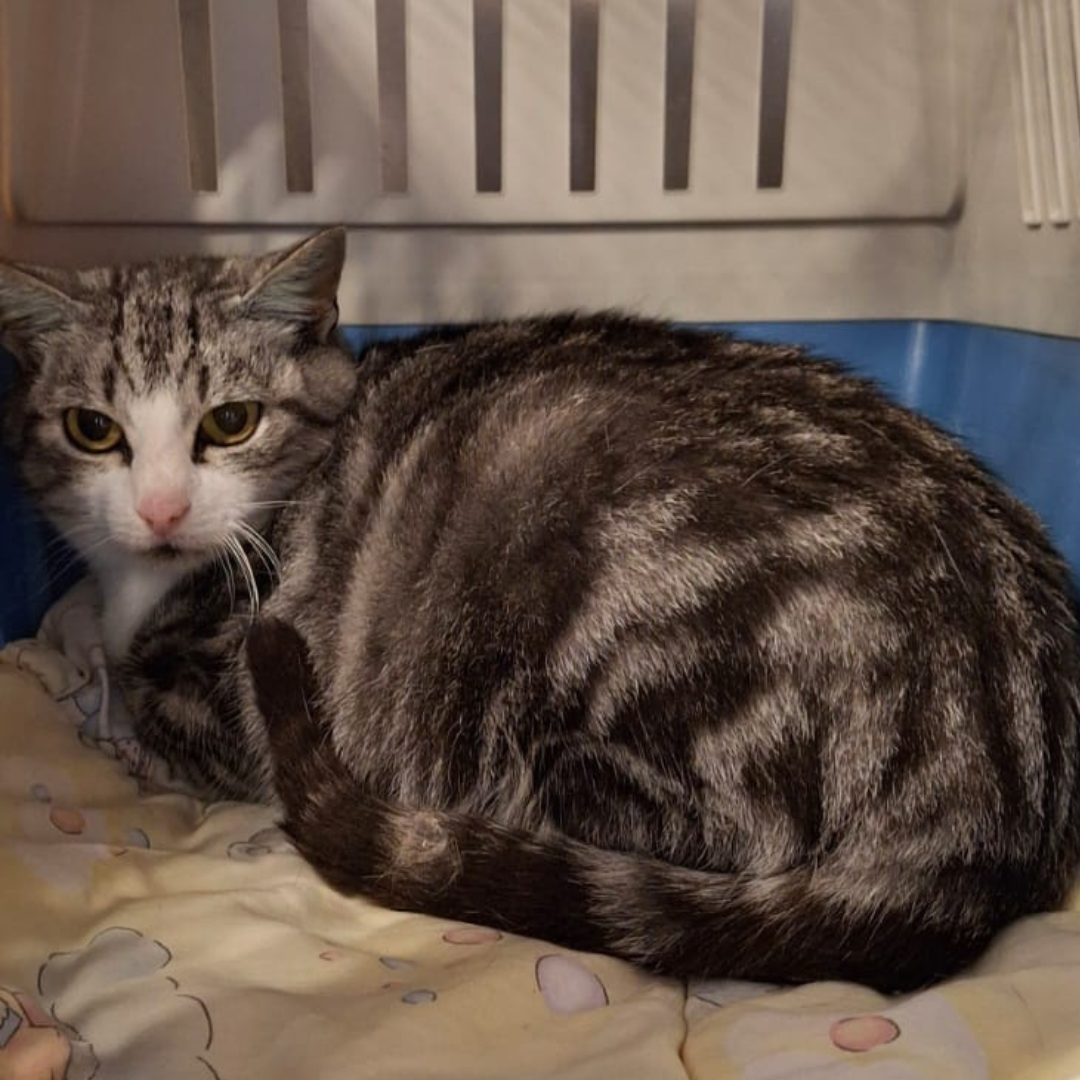 Fundkatze 64760 Oberzent "Nancy"