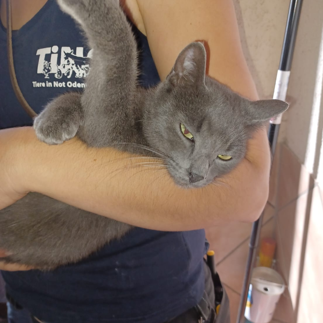 Fundkatze 64832 Groß-Umstadt/ Heubach "Michi"