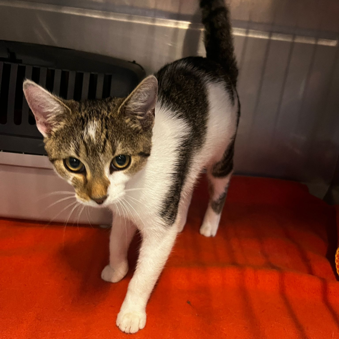 Fundkatze 64739 Höchst