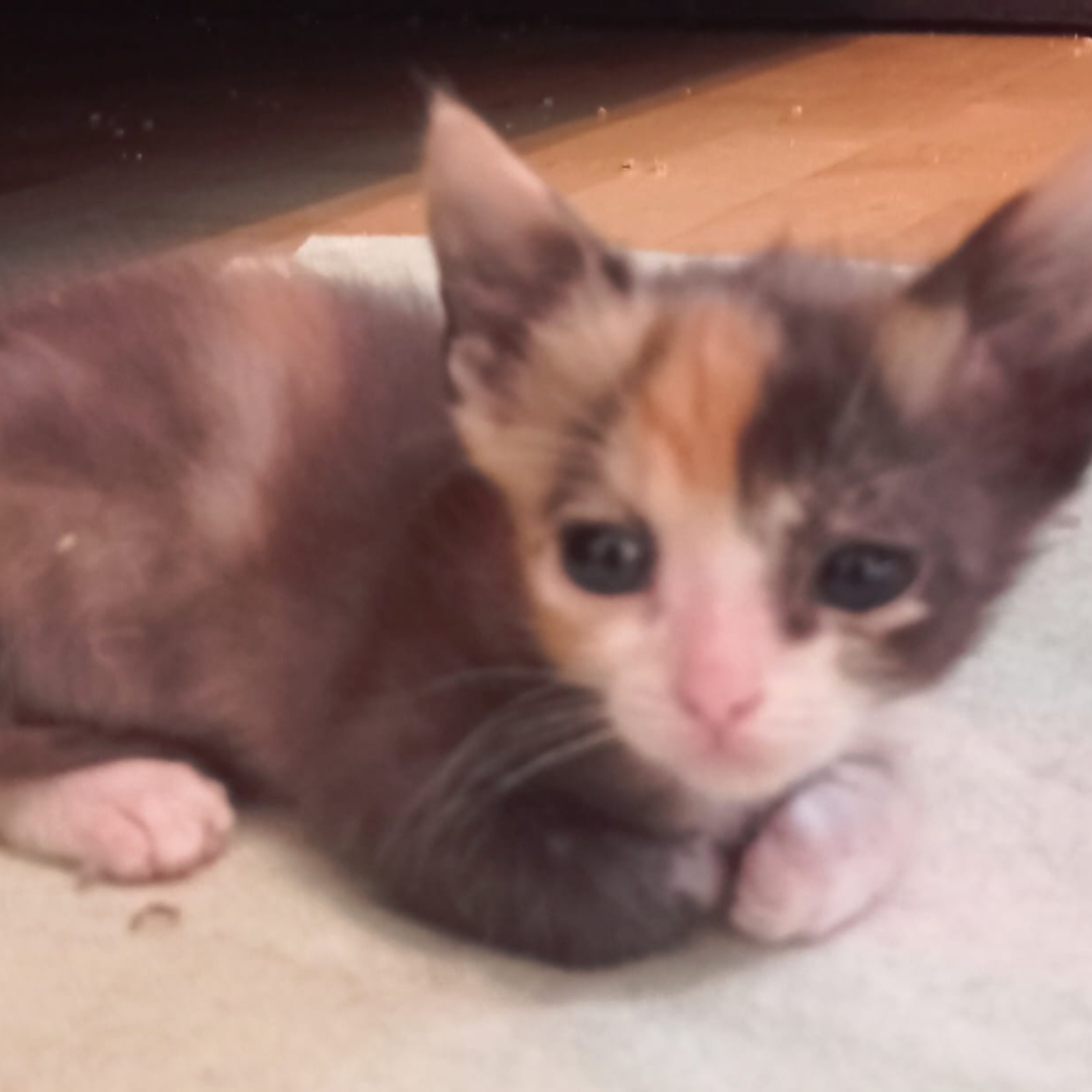 Fundkatze Michelstadt "Little"