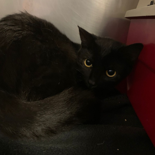 Fundkatze Michelstadt "Pixel"