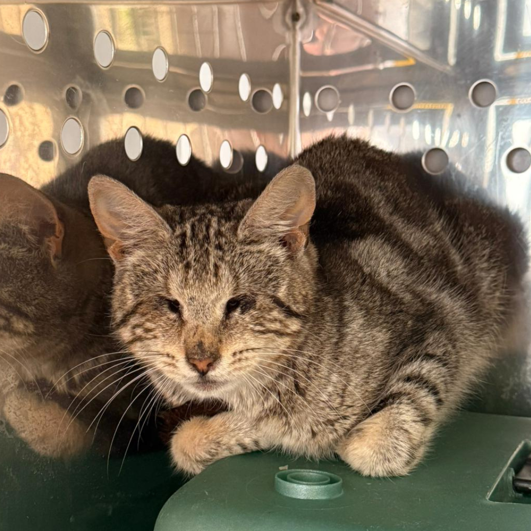 Fundkatze Reichelsheim "Nyra"