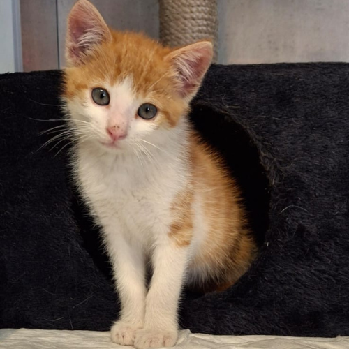 Fundkitten 64385 Reichelsheim - Gumpen "Schorschi"