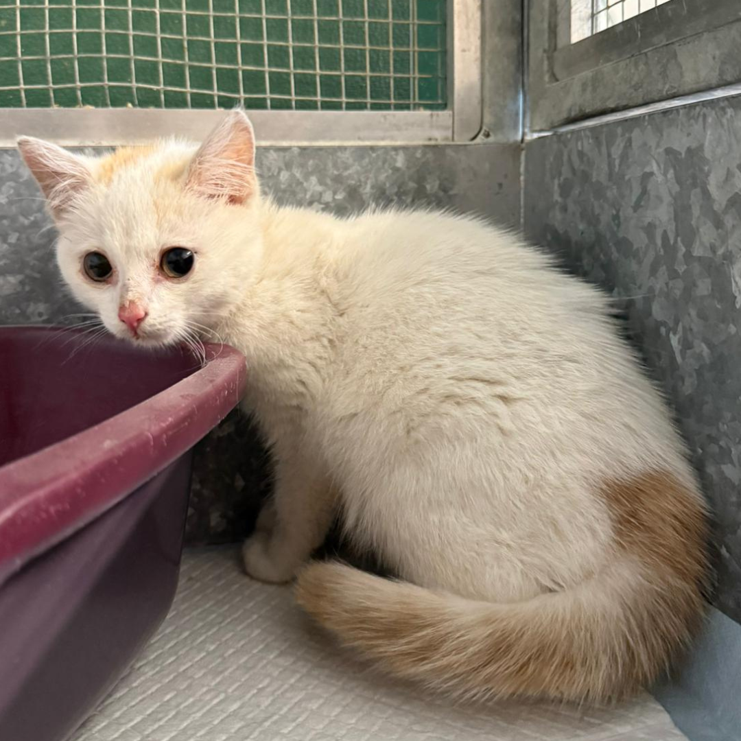 Fundkitten 64385 Reichelsheim "Keks"