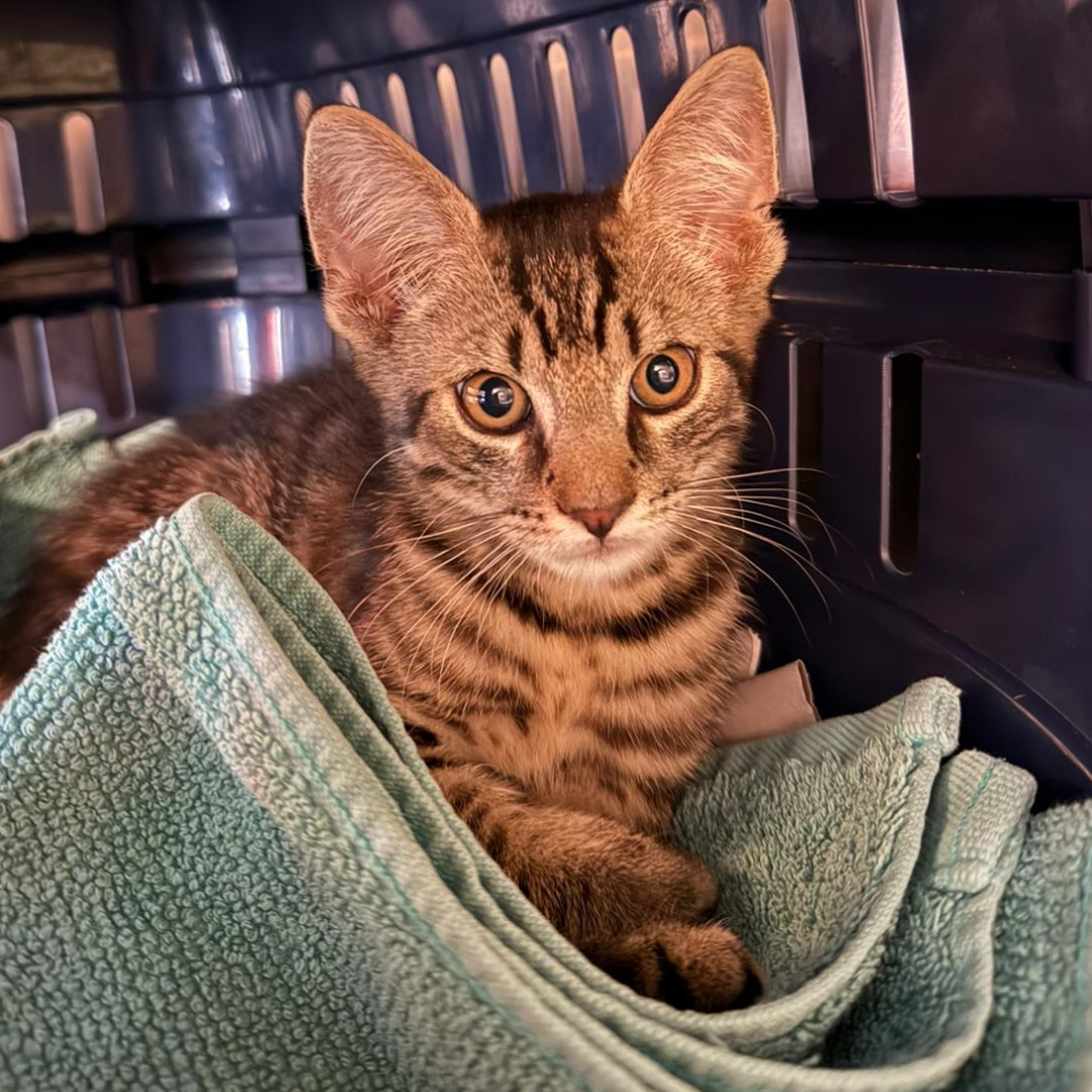 Fundkitten 64385 Reichelsheim "Schnulli"