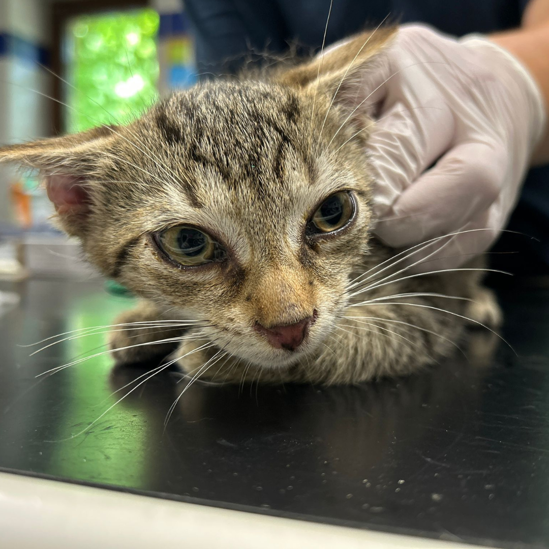 Fundkitten 64395 Brensbach "Marli"