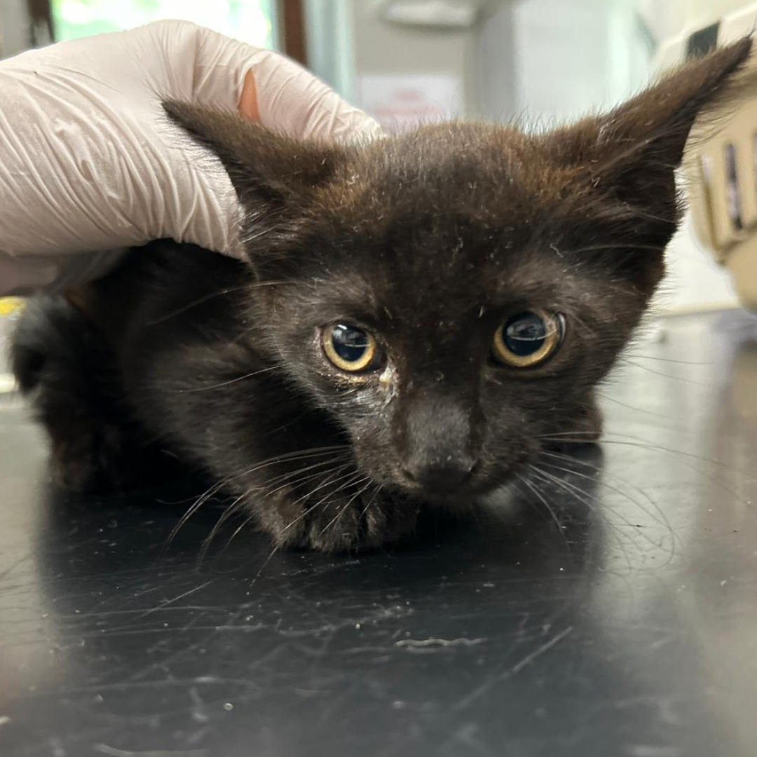 Fundkitten 64395 Brensbach "Mio"