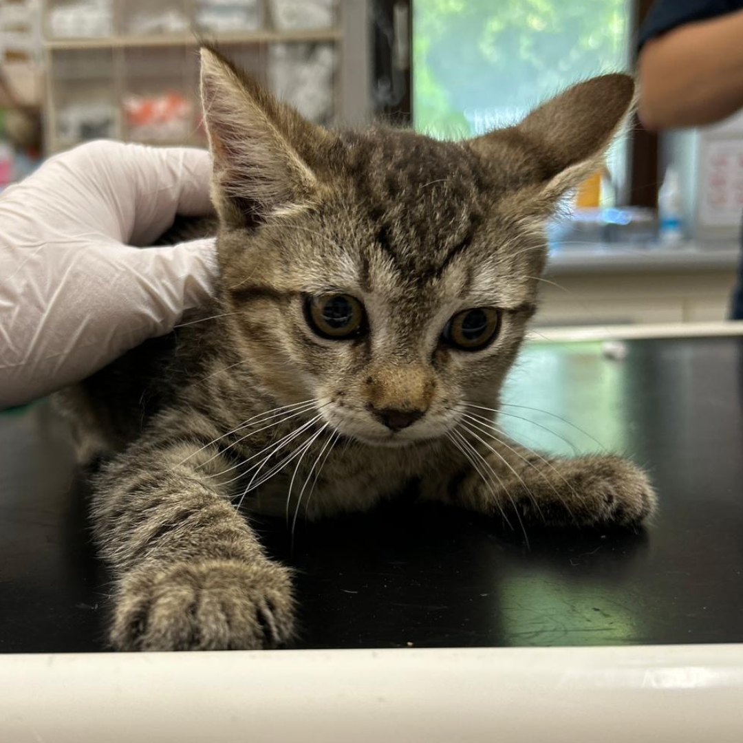 Fundkitten 64395 Brensbach "Mulan"