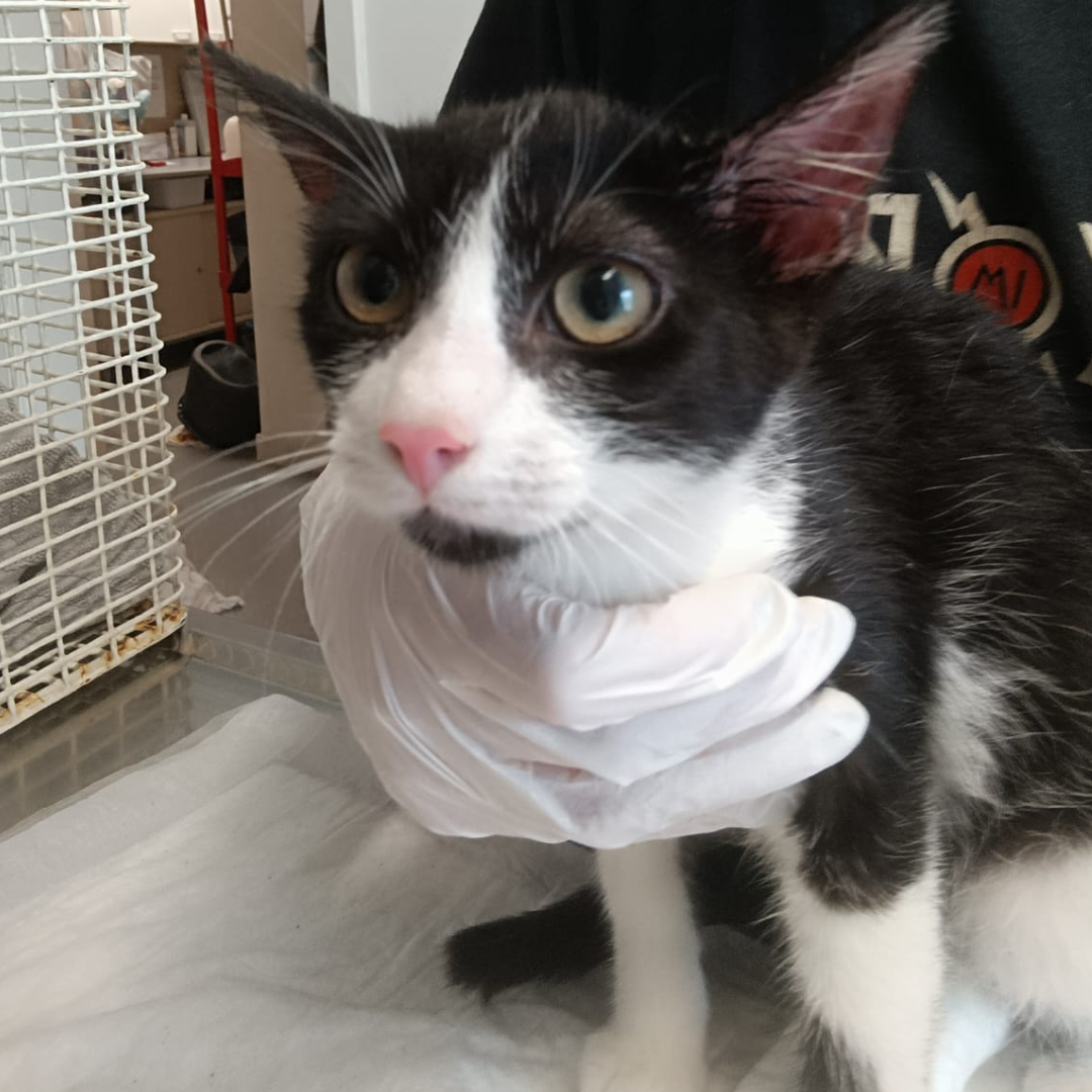 Fundkitten 64732 Bad König "Harry"