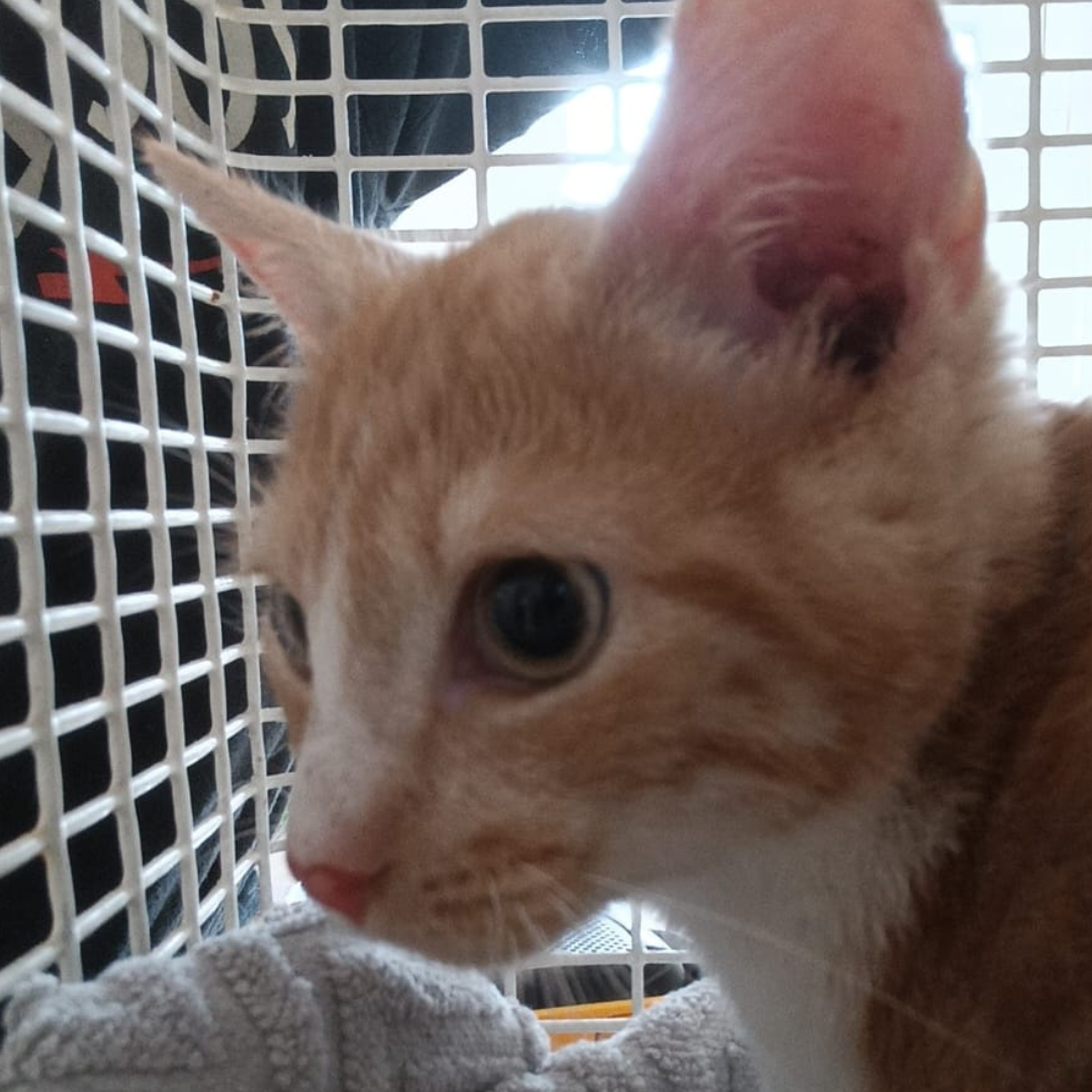 Fundkitten 64732 Bad König "Jean"