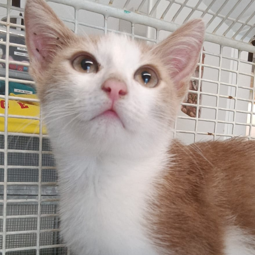 Fundkitten 64732 Bad König "Kim"