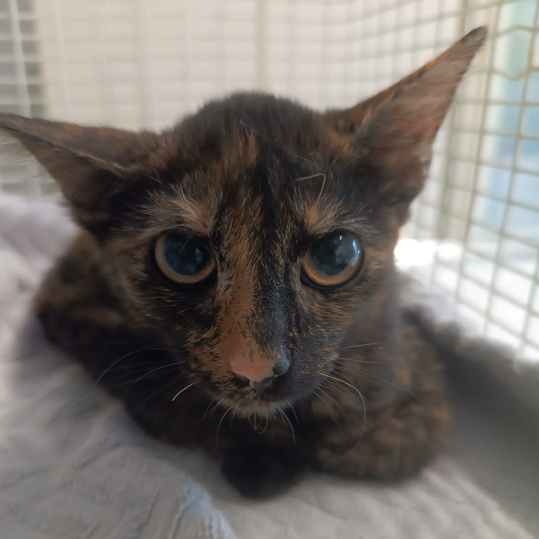 Fundkitten 64732 Bad König "Klaasje"