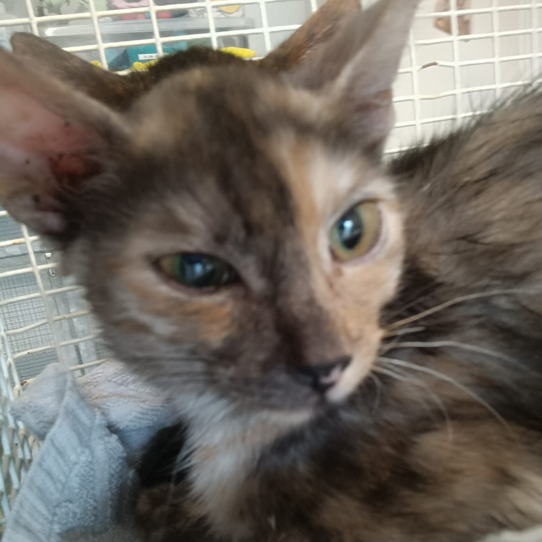 Fundkitten 64732 Bad König "Liz"