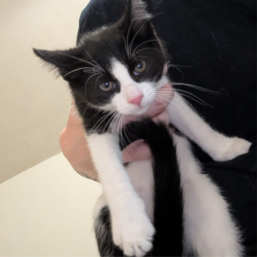 Fundkitten 64732 Bad König "Oggy"
