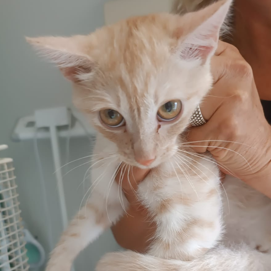 Fundkitten 64732 Bad König "Ruby"