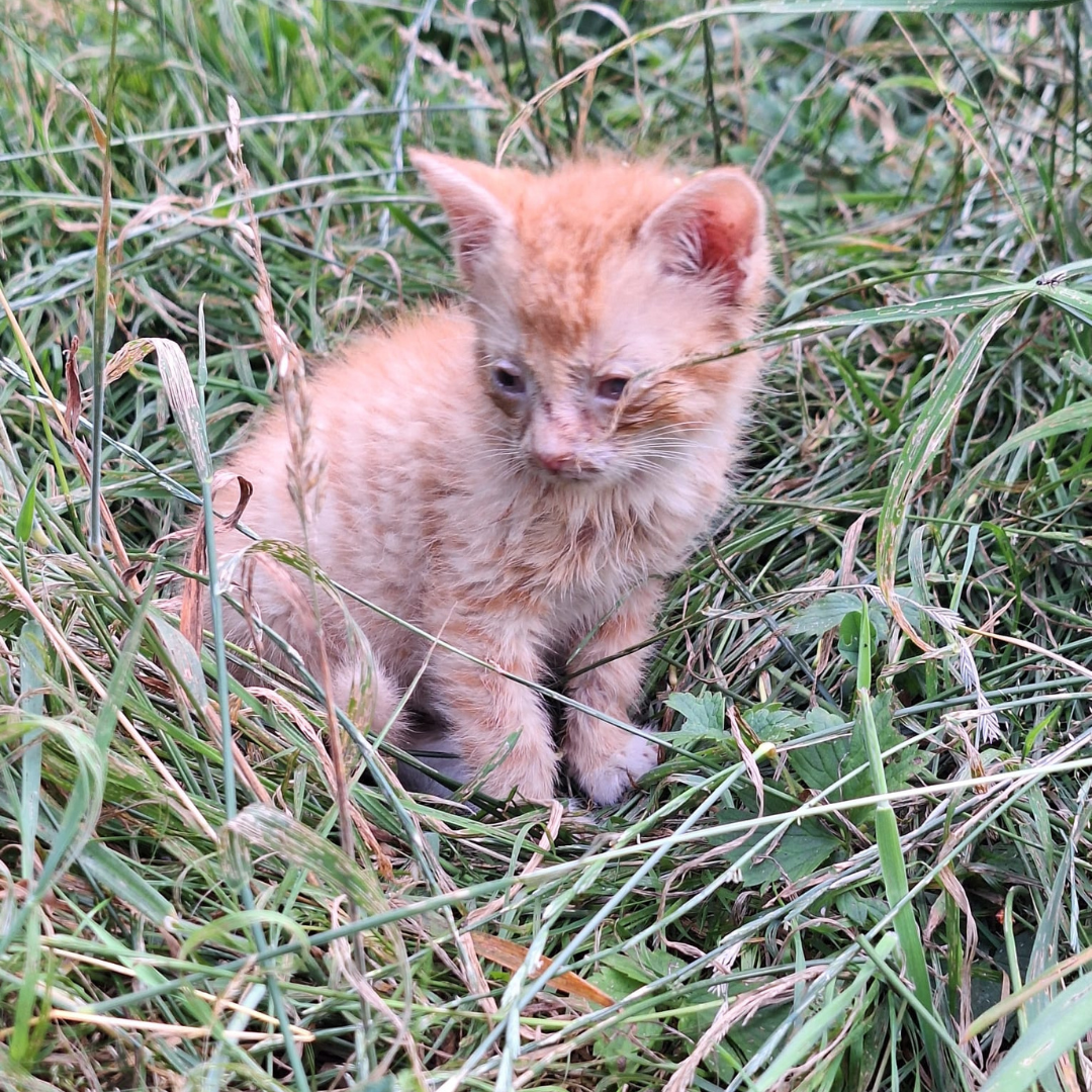Fundkitten 64732 Bad König "Rüdiger"