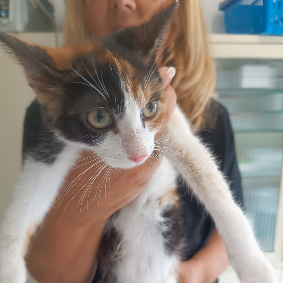 Fundkitten 64732 Bad König "Silvie"