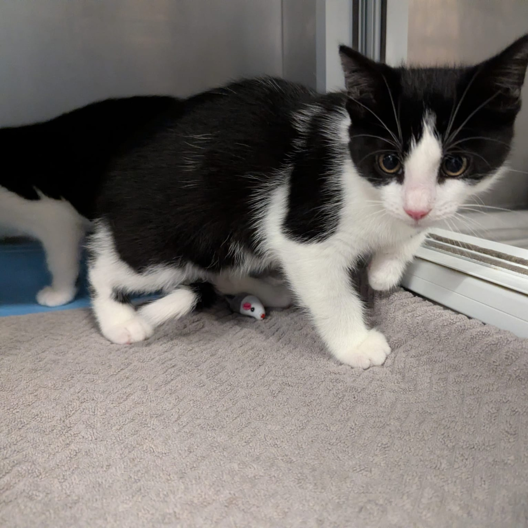 Fundkitten 64750 Lützelbach "Franco"