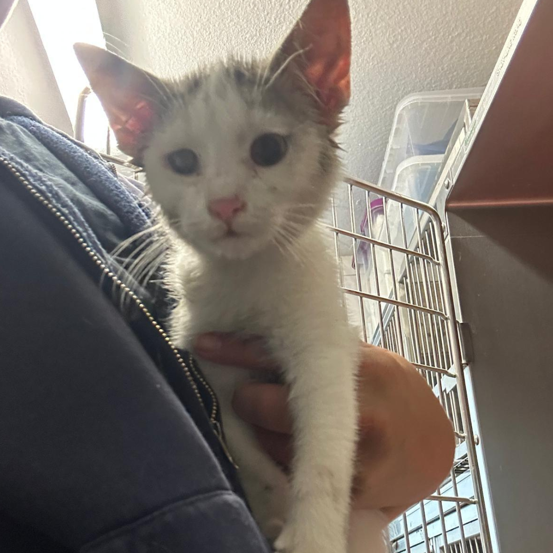 Fundkitten 64753 Brombachtal "Peanut"