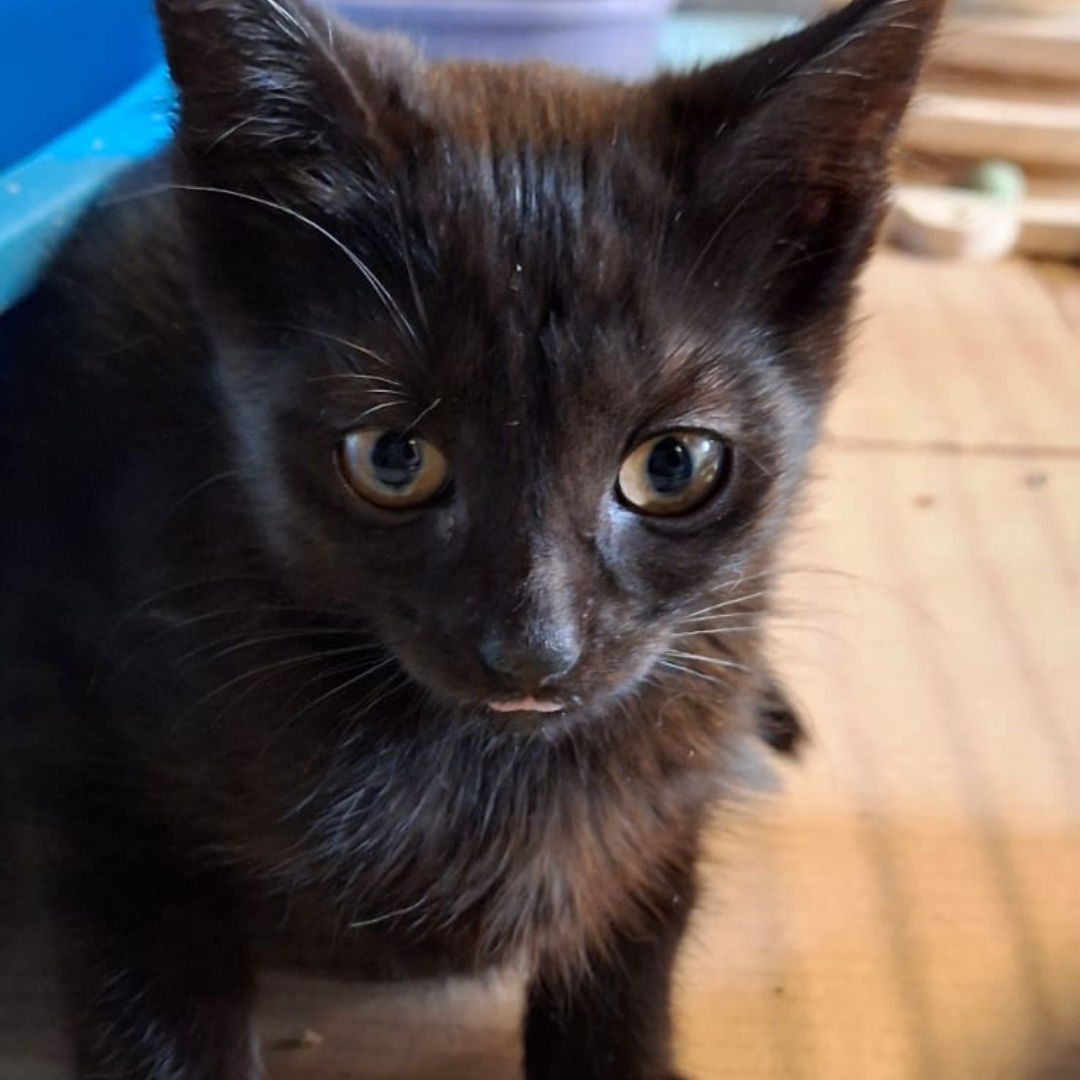 Fundkitten 64753 Brombachtal "Zeta"