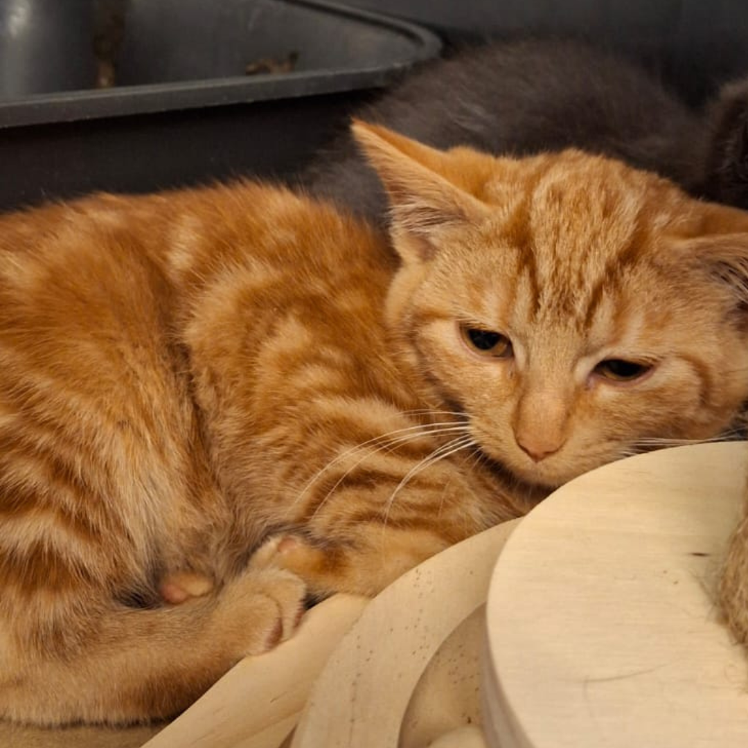 Fundkitten 64760 Oberzent "Clancy"