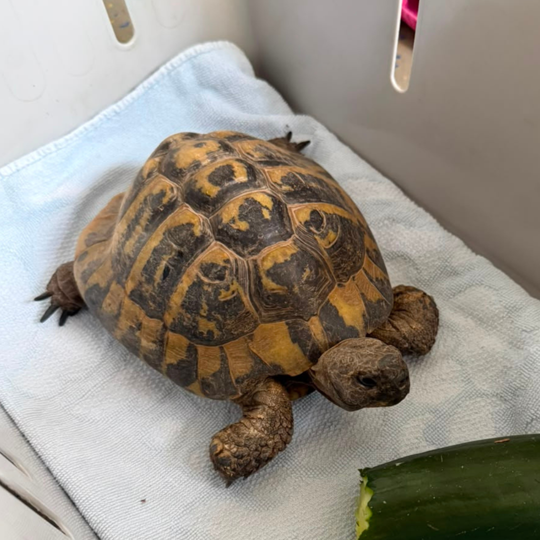 Fundschildkröte 64711 Erbach "Puck"