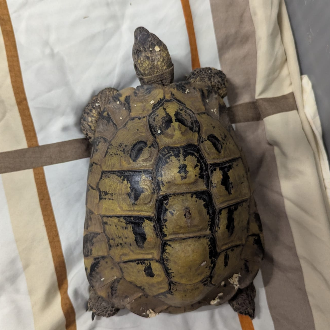 Fundschildkröte 64732 Bad König "Bernd"