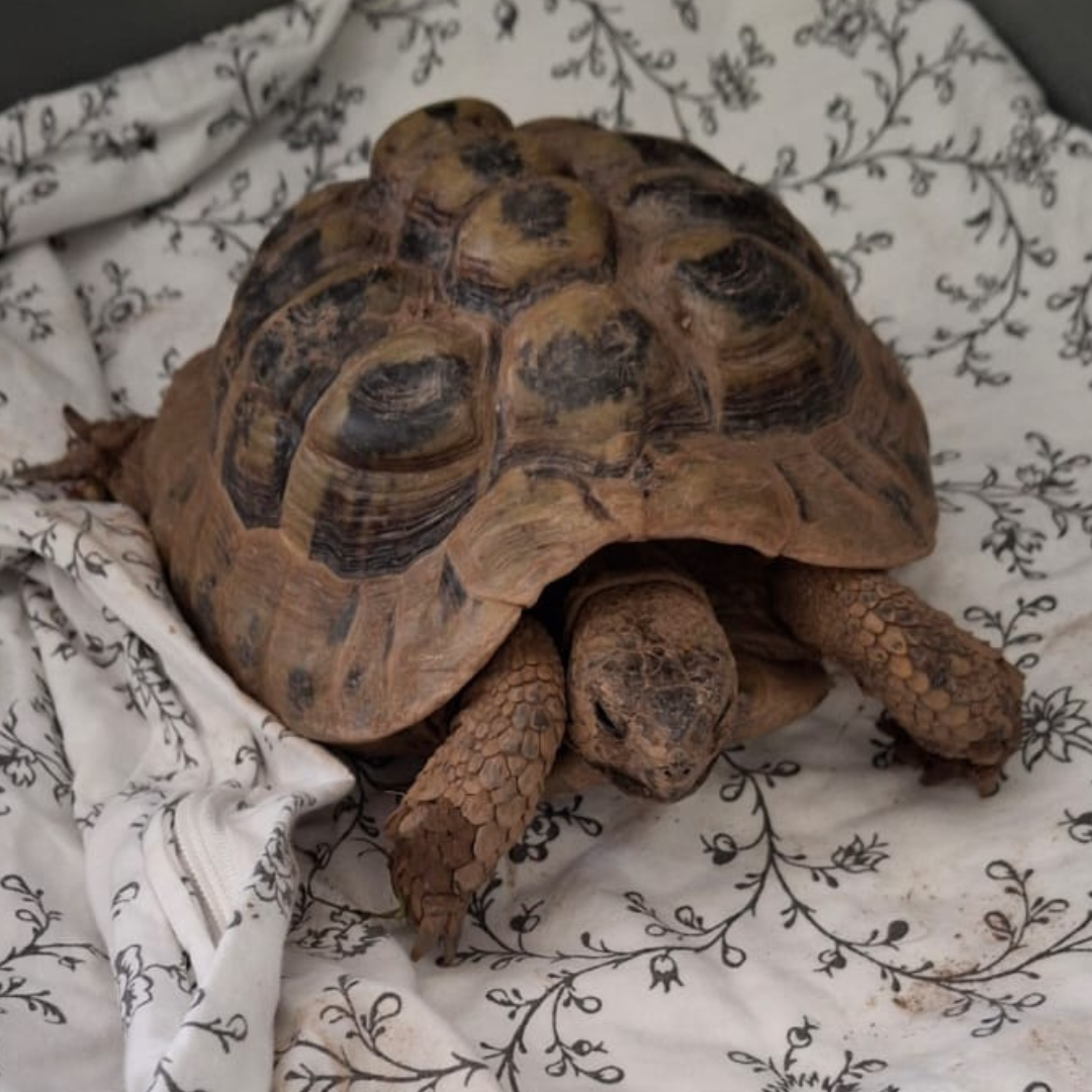 Fundschildkröte 64753 Brombachtal