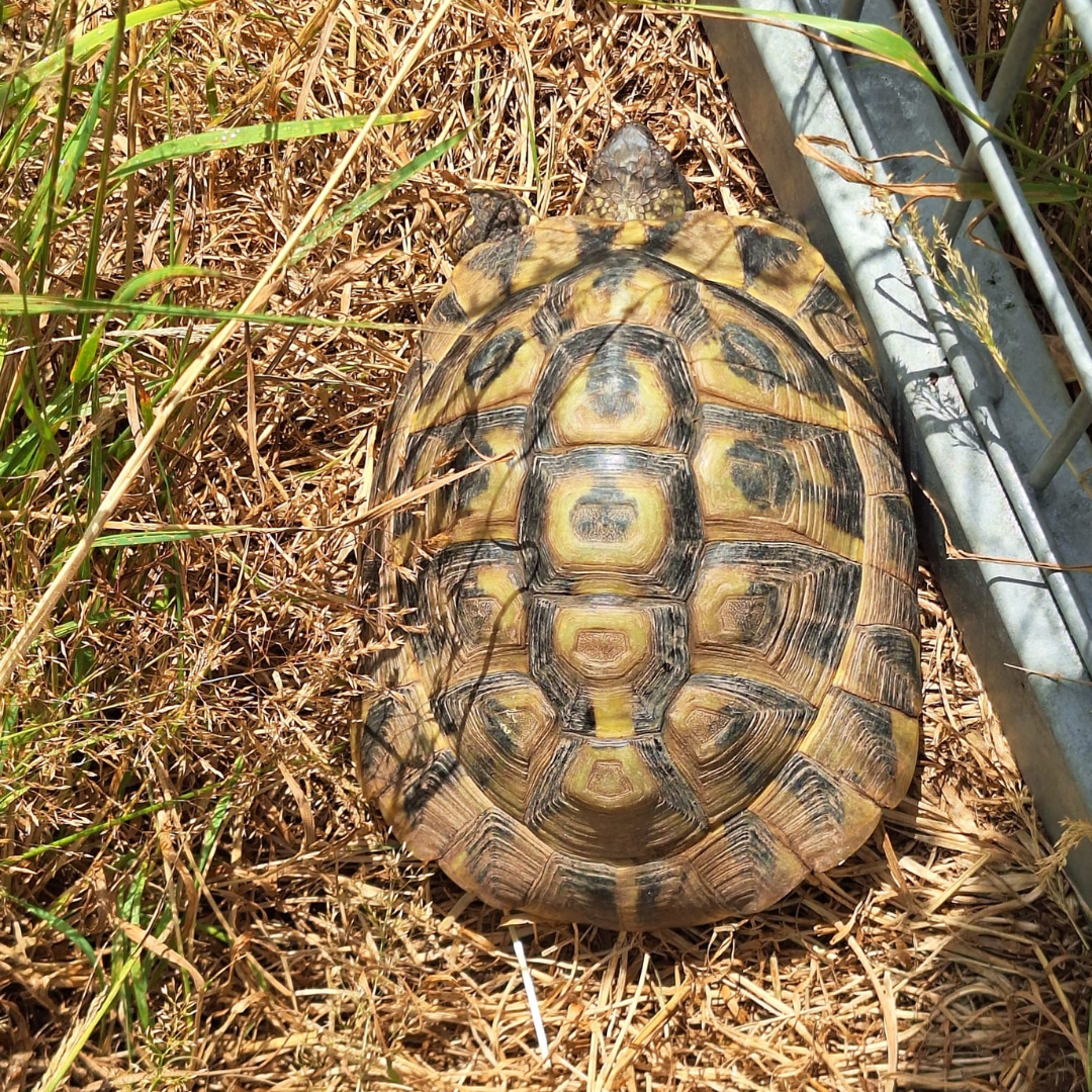 Fundschildkröte "Schildi" 64753 Brombachtal