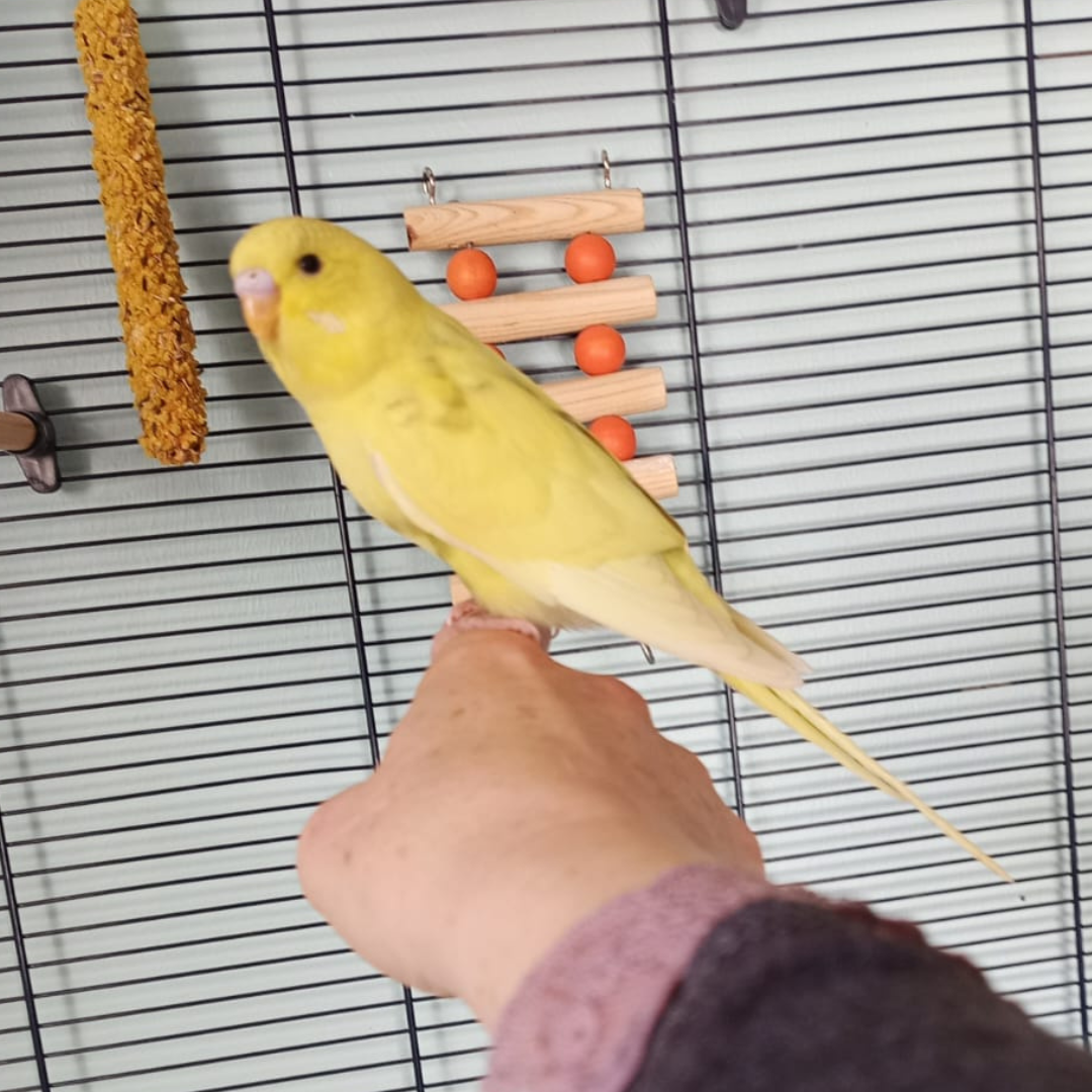 Fundvogel 64760 Oberzent "Goldie"