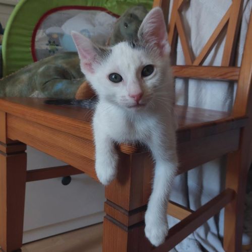 Jonas