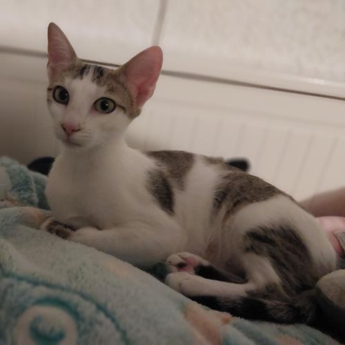 Juno