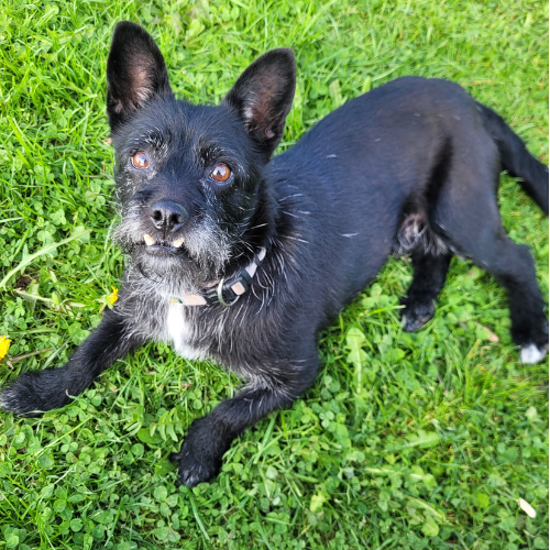 Kodi