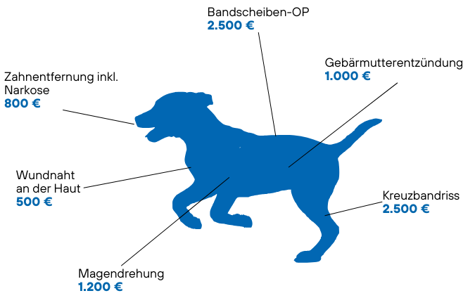 Beispiele für Tierarztkosten - Hund Beispiele für Tierarztkosten - Hund
